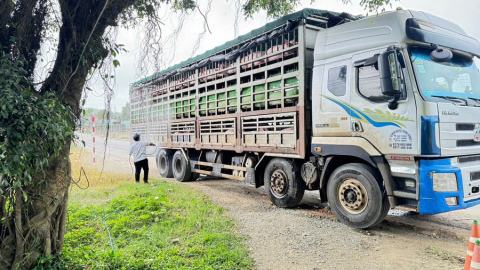 Gia Lai: Tập trung triển khai các giải pháp phòng, chống dịch bệnh động vật