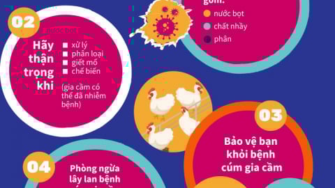 Infographic: Cúm gia cầm - Những điều cần biết
