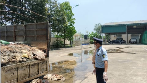 Thanh Hoá: Tiêu huỷ gần 5 tấn da trâu, da bò không rõ nguồn gốc xuất xứ