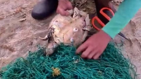Bà Rịa – Vũng Tàu: Giải cứu 2 cá thể rùa biển bị mắc lưới tại Côn Đảo