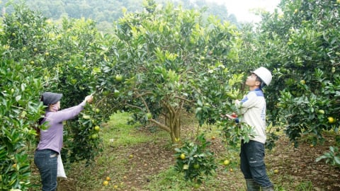 Sơn La: Huyện Phù Yên đẩy mạnh phát triển nông nghiệp hữu cơ