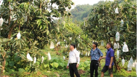 Sơn La: Chủ động phương án tiêu thụ, xuất khẩu nông sản