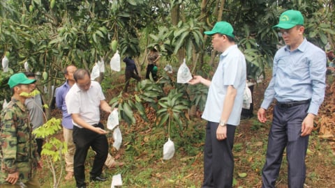 Sơn La: Kỹ thuật bao quả xoài bằng túi chuyên dụng giúp tăng giá trị kinh tế