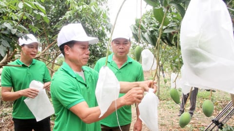 Sơn La: Cây ăn quả phủ xanh đất dốc tại huyện Mường La
