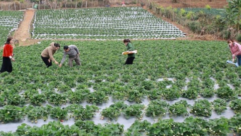 Sơn La: Xây dựng Mộc Châu trở thành vùng nông nghiệp ứng dụng công nghệ cao