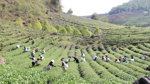 Sơn La: Khai thác lợi thế phát triển nông nghiệp bền vững