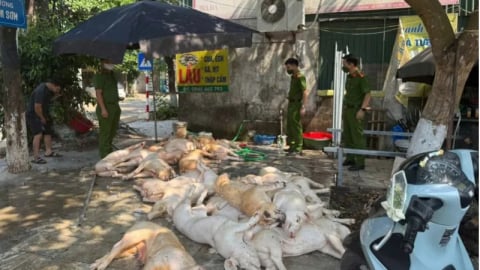 Vĩnh Phúc: Phát hiện hơn 1 tấn thịt lợn có biểu hiện xuất huyết ngoài da chuẩn bị lên lò nướng