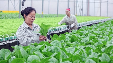 Thanh Hóa có 32 mô hình hợp tác xã nông nghiệp ứng dụng công nghệ cao
