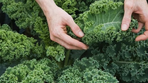 Loại rau quen thuộc ở Việt Nam được đánh giá 'tốt nhất thế giới”
