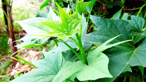 Những lưu ý khi ăn rau lang
