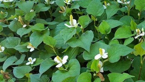 Những điều bạn chưa biết về rau diếp cá
