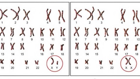 Cân bằng giới tính sinh học của thai nhi có quan trọng hay không?