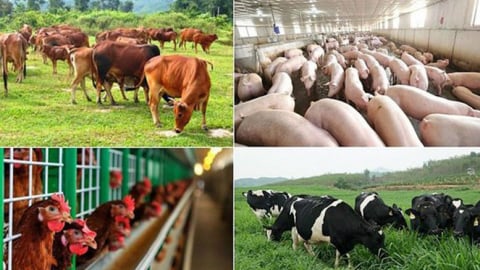 Hỗ trợ cơ sở sản xuất có động vật buộc phải tiêu hủy do dịch bệnh