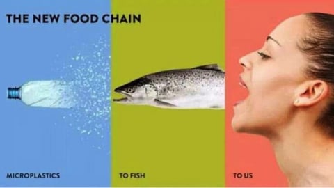 Vi nhựa xuất hiện trong những loại thực phẩm nào?