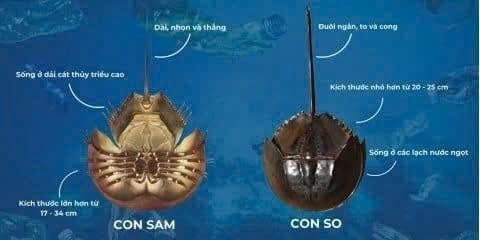 TP Hồ Chí Minh: Cấp cứu người đàn ông suýt tử vong vì ăn nhầm So biển chứa độc tố cực mạnh