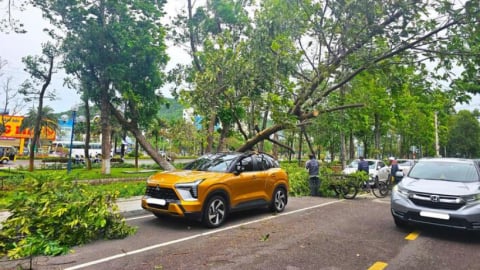 Bình Định: Gió to, cây xanh bật gốc đè bị thương người đi đường