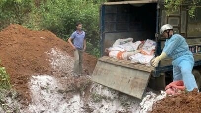Dịch tả lợn châu Phi bùng phát tại các tỉnh miền núi phía Bắc