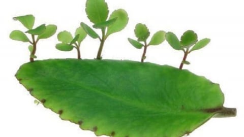 7 bài thuốc chữa bệnh từ cây sống đời