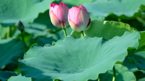 Khám phá 5 công dụng nổi bật của lá sen bạn nên biết
