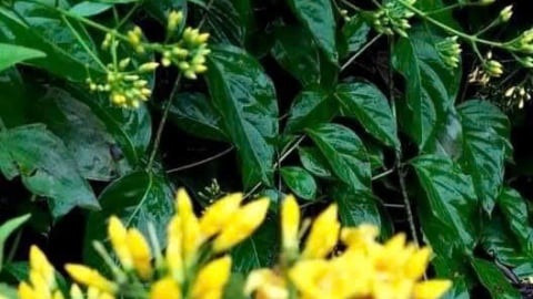 Hà Giang: Kịp thời cấp cứu người phụ nữ hôn mê do ngộ độc lá ngón