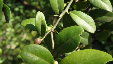 Quýt gai - Vị thuốc dân gian chữa sâu răng hiệu quả