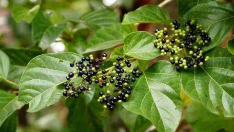 Lá vọng cách có tác dụng gì đối với sức khỏe?