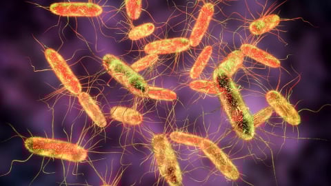 Vi khuẩn Salmonella - mối nguy cho sức khỏe