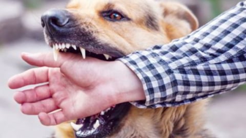 Nguy cơ bệnh dại rình rập trẻ nhỏ vào mùa hè
