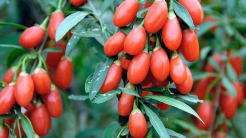 Tác dụng của kỷ tử đối với sức khỏe