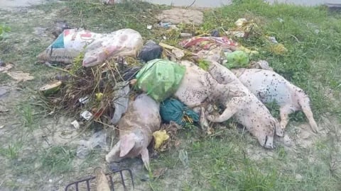 Thanh Hoá: Gần 100 xác lợn chết trôi trên kênh Bắc, nguy cơ gây ô nhiễm nguồn nước