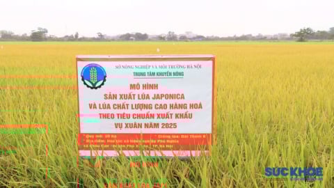 Hà Nội đẩy mạnh phát triển sản xuất lúa hàng hóa chất lượng cao năm 2025