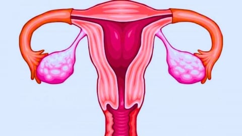 Vitamin E và những tác dụng đối với buồng trứng