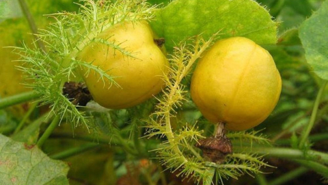 Công dụng đặc biệt của cây chùm bao đối với sức khỏe