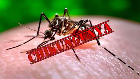Nguy cơ bùng phát bệnh lan rộng toàn cầu do virus chikungunya