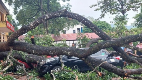 Thanh Hóa: Nữ giáo viên bị cây trong sân trường gãy trúng người phải nhập viện