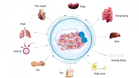 Mỡ tự thân - Nguồn tế bào gốc vô giá trong chăm sóc sức khỏe và làm đẹp