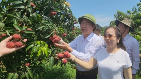 Thanh Hóa: Nhiều điểm sáng trong sản xuất nông sản an toàn