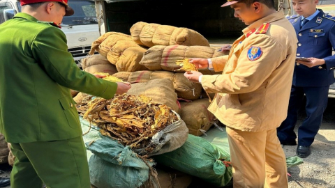 Cao Bằng tạm giữ gần 3.000 kg lá cây thuốc lá sấy khô chưa tách cọng không rõ nguồn gốc, xuất xứ