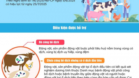 Infographics: Mức hỗ trợ cơ sở sản xuất có động vật tiêu huỷ khi có dịch