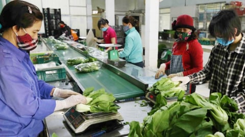 Hà Nội phát triển 29 chuỗi liên kết sản xuất – tiêu thụ nông sản, thúc đẩy nông nghiệp sạch và bền vững