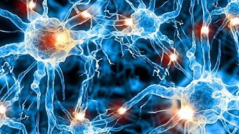 U sợi thần kinh do đâu?