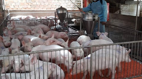 Dịch tả lợn châu Phi diễn biến phức tạp tại nhiều địa phương