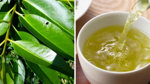 Nước lá vối: Thức uống truyền thống tốt cho sức khỏe, nhưng có phải ai cũng dùng được?
