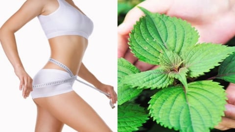 Sự thật về nước lá tía tô và khả năng hỗ trợ giảm cân