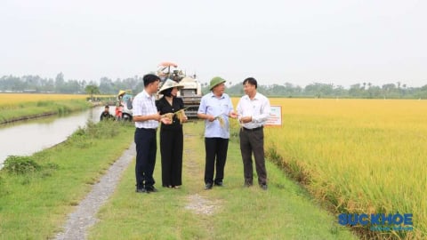 Hà Nội đẩy mạnh phát triển sản xuất lúa hàng hóa chất lượng cao năm 2025