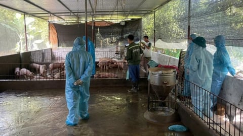 Sử dụng lợn, gà bệnh làm thực phẩm có thể bị phạt tới 20 năm tù