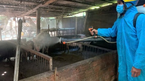 Thanh Hóa: Tiêu hủy gần 7.000 con lợn do dịch tả lợn châu Phi lan rộng