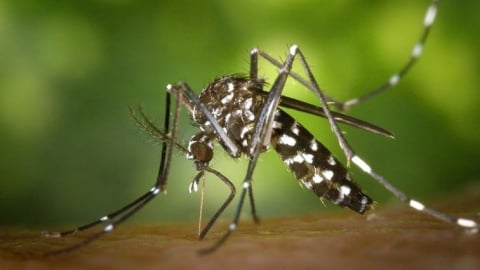 Chikungunya: Nhận diện nhóm nguy cơ cao để kịp thời phòng tránh và xử trí