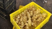 Hải Dương xử phạt 35 triệu đồng buộc tiêu hủy 10.000 con vịt giống không rõ nguồn gốc xuất xứ