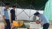 Quảng Ninh phát hiện 800 kg trứng gà non không rõ nguồn gốc, xuất xứ, đóng thành túi nhỏ cấp đông